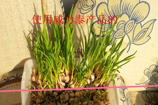 大蒜實(shí)地照